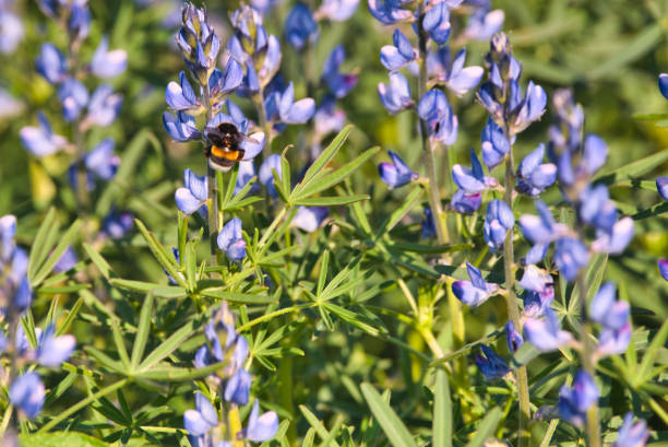 istock blue lupine flowers 1270638326