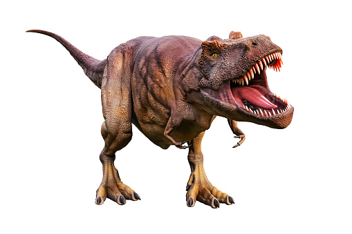 Tyrannosaurus Rex or T_Rex scientifc and realistic reconstitution isolated on a white background. 3D rendering illustration of the king of dinosaurs.