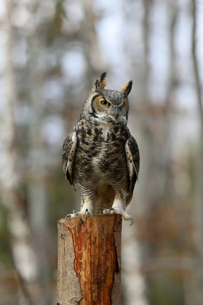 istock A forest dweller is a beautiful ow ow ow 1270641307