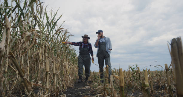 istock Senior farmer showing corn field to successor 1270641509