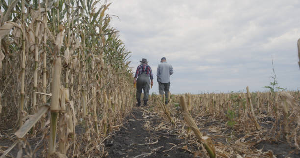 istock Unrecognizable farmers walking in corn field 1270641529