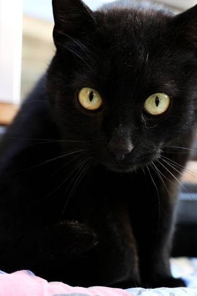 istock Vertical shot of a cute black cat 1270642723