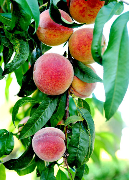 istock Peach orchard ripe fuits on a tree image 1270643001