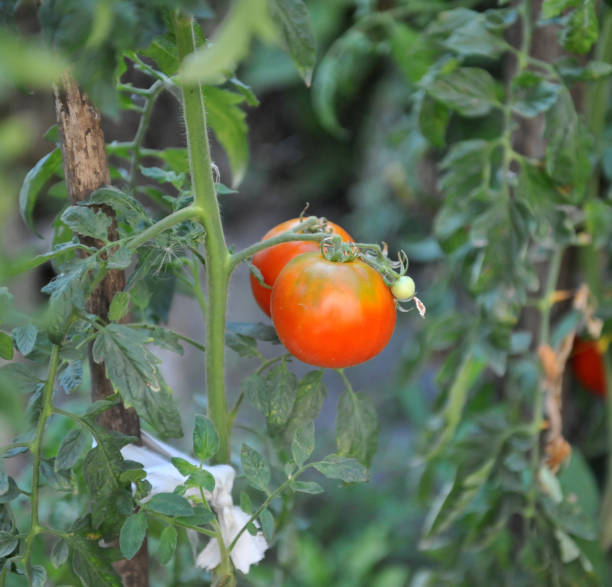 istock RIpe garden organic homegrown tomatoes ready for picking 1270643258