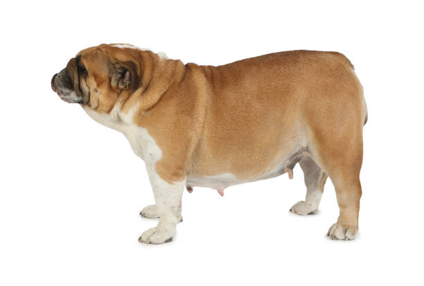 istock English bulldog over white background 1270644372