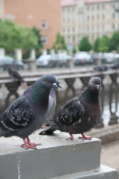 istock Birds and the city 1270645291