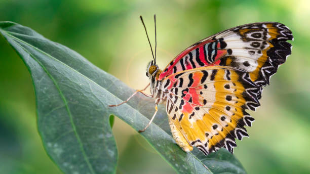 istock beautiful butterfly with multicolored wings 1270645767
