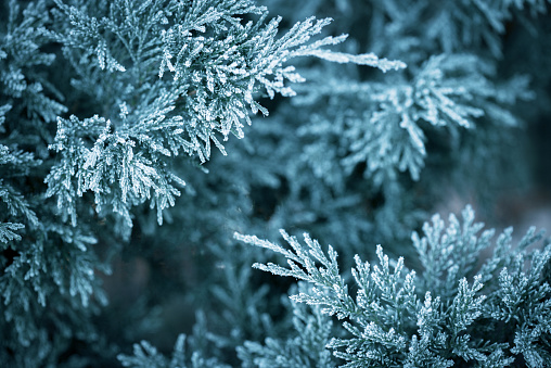 Christmas tree branches with frost