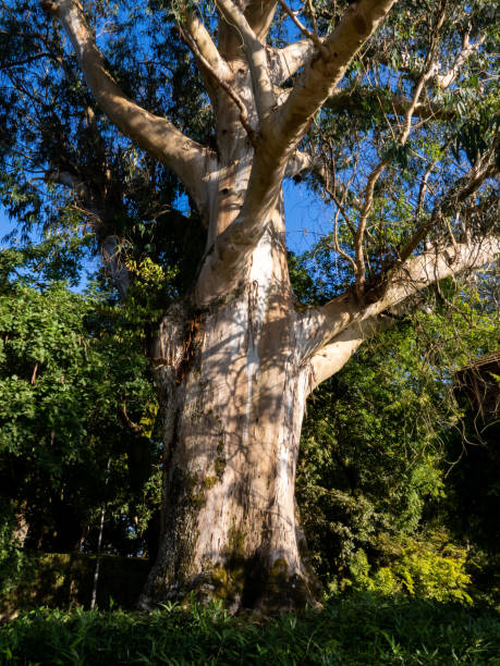 サンティアゴ・デ・コンポステーラのアラメダ公園にある大きなユーカリの木。 - eucalyptus wood ストックフォトと画像