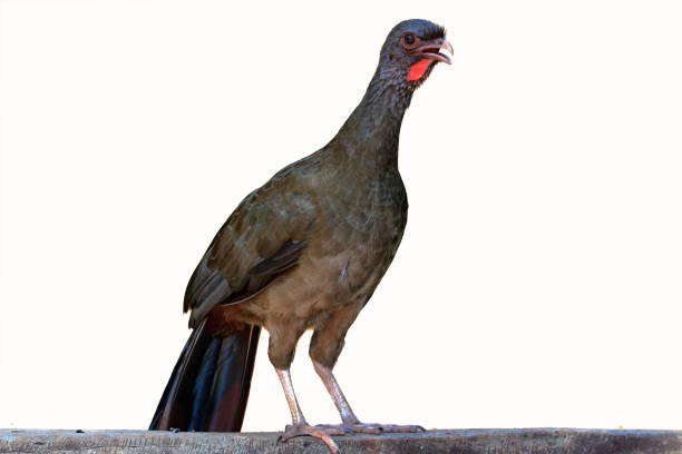 Chaco Chachalaca; Ortalis canicollis; isolated on white