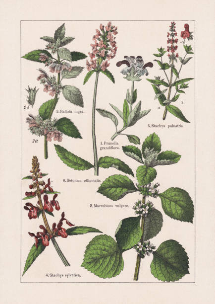 stockillustraties, clipart, cartoons en iconen met magnoliids, asterids, chromolithograph, gepubliceerd in 1895 - lipbloemenfamilie illustraties