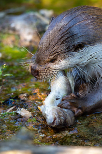 istock Eurasian otter eating a fish 1270649293