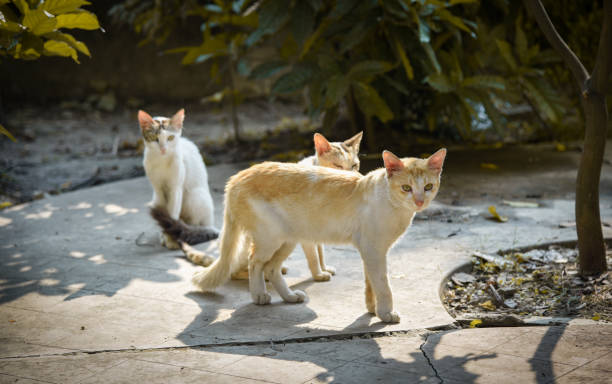 istock a sitting cat front view.Young crazy surprised cat make big eyes closeup. cat portrait 1270650420