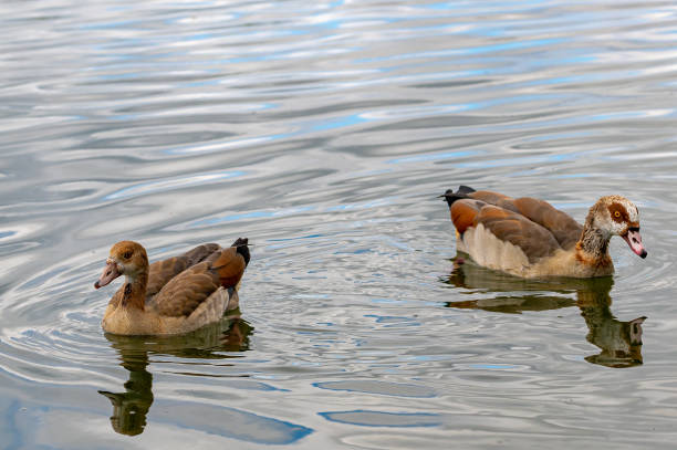 dorosłe i młode gęsi egipskie - shelduck anseriformes duck goose zdjęcia i obrazy z banku zdjęć