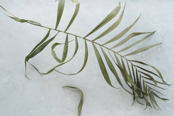 istock Dried palm leaf on gray background close up. Poster 1270650699