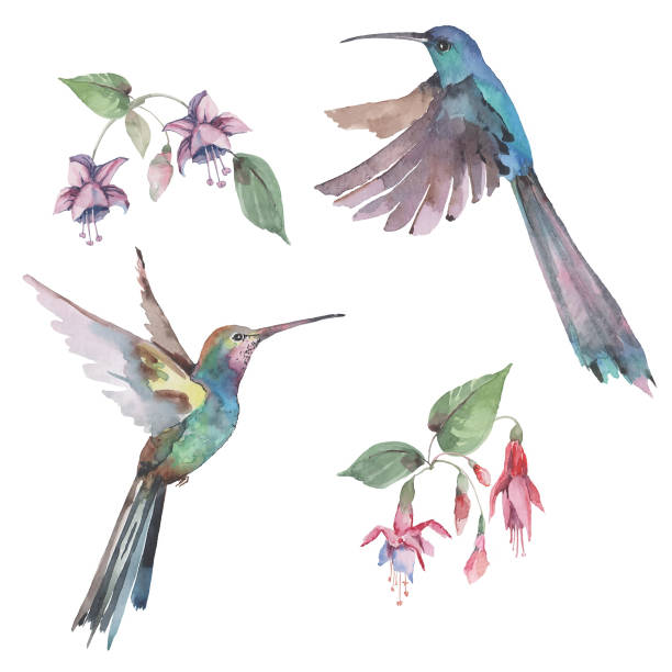 istock Pattern with flying birds hummingbirds, pink fuchsia flowers in bouquets. Isolated elements on a white background. Design for textiles, background, wallpaper, print, invitations. Watercolor. 1270651846