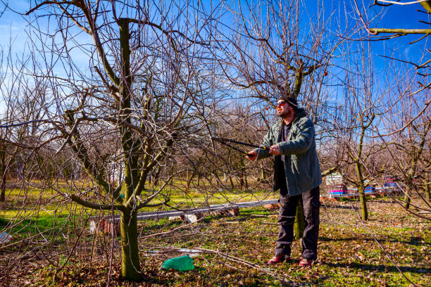 istock Gardener is cutting branches, pruning fruit trees with long shears in the orchard 1270653314
