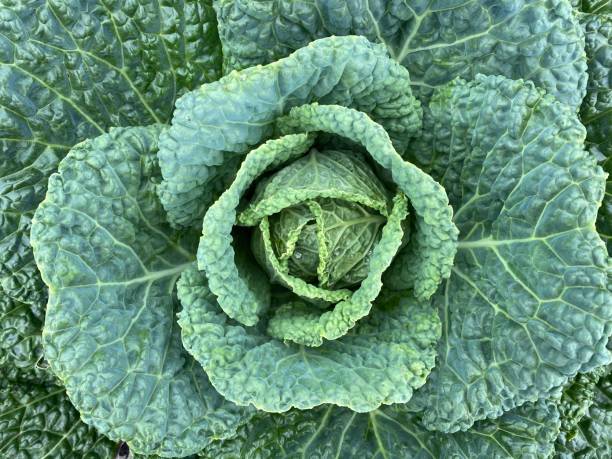 istock Beautiful green cabbage growing in the garden. Close up 1270653371