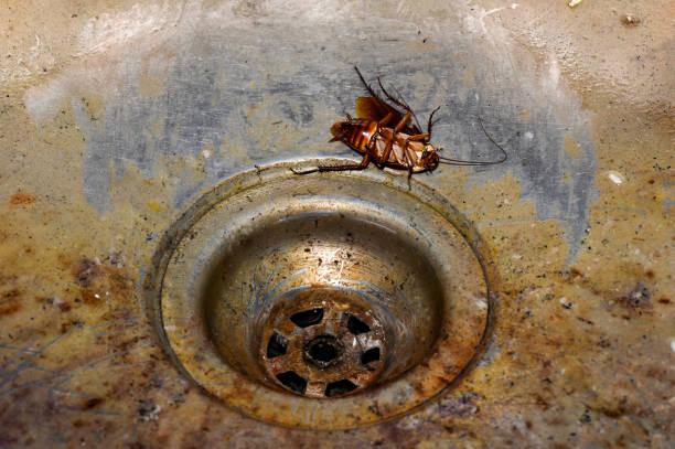 istock Cockroach in a dirty wash basin 1270654035