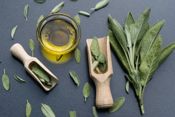 Sage herbs for cuisine and medicine