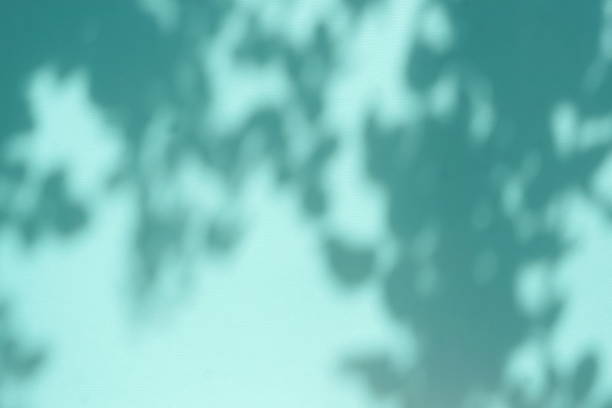 istock Abstract natural leaves shadows  background on blue  wall texture . copy space. floral card 1270657820