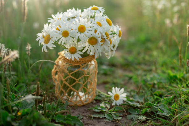 istock Chamomiles in a jar stand among the grass 1270657842
