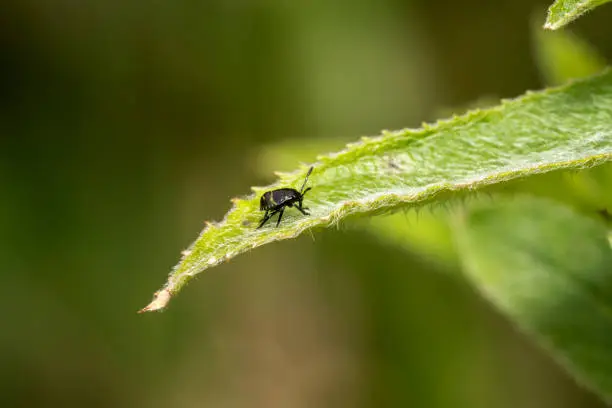 Photo of Nymph of common green shield bug