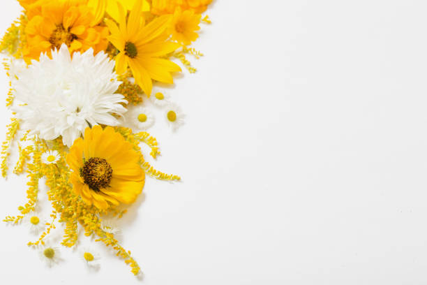 istock yellow flowers on white background 1270659348