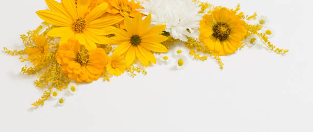 istock yellow flowers on white background 1270659354