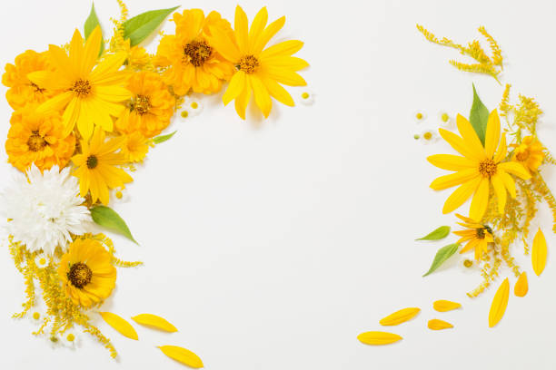 istock yellow flowers on white background 1270659357