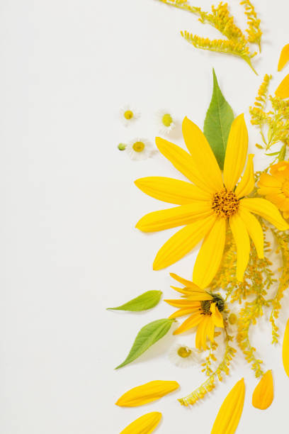 istock yellow flowers on white background 1270659361