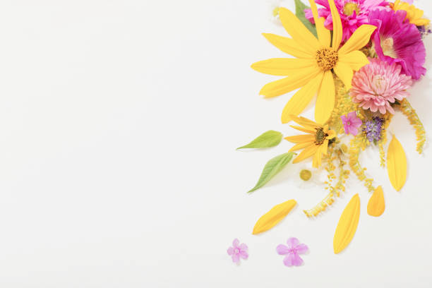 istock yellow and pink flowers on white background 1270659365