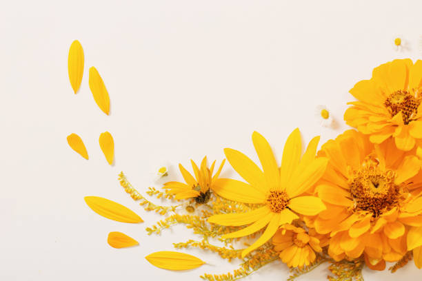 istock yellow flowers on white background 1270659369