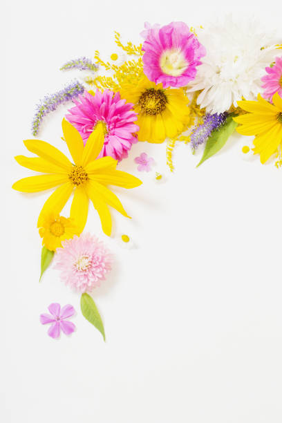 istock yellow and pink flowers on white background 1270659375