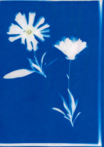 istock cyanotype print of lanced-leaved coreopsis, Coreopsis lanceolata 1270659436