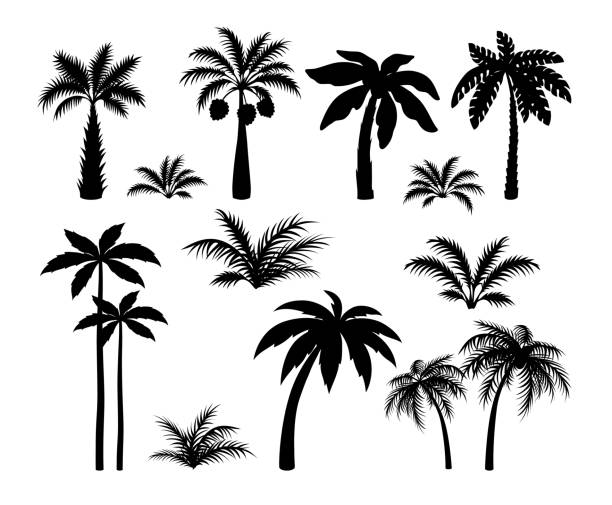 ilustraciones, imágenes clip art, dibujos animados e iconos de stock de palmeras de silueta. establecer plantas tropicales de la selva negra. hojas negras y coco árbol de la selva - mallorca