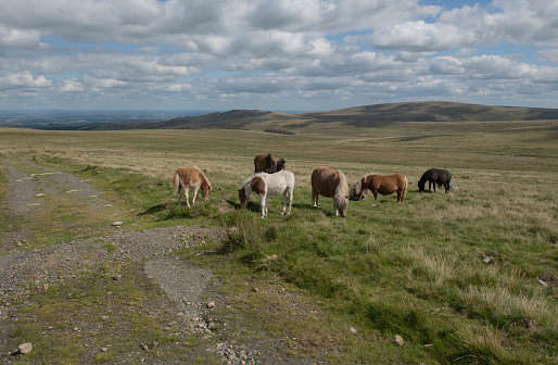 Dartmoor Ponies are Hardy Animal that can Survive the Harsh Climates on the Moors.