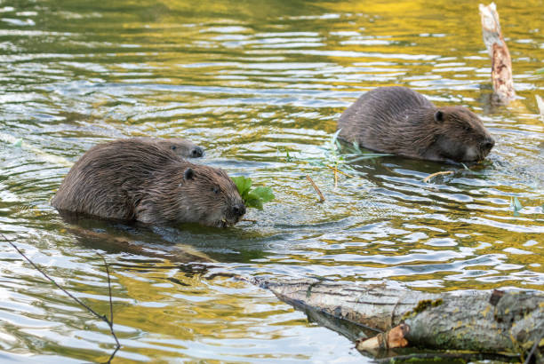 three beaver - nutria rodent beaver water imagens e fotografias de stock