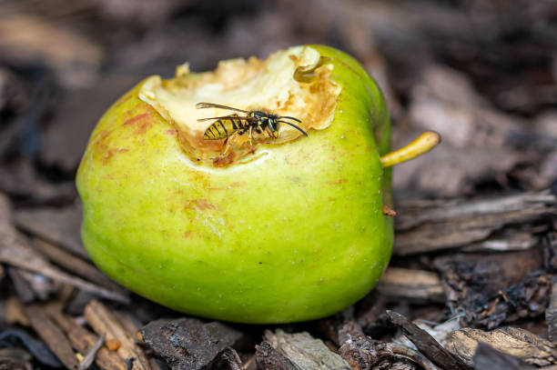 Close view of a wasp