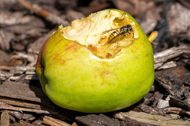 jaqueta amarela vespa limpeza antena enquanto descansa em uma maçã doce que caiu da árvore e está em decomposição - rotting fruit wasp food - fotografias e filmes do acervo