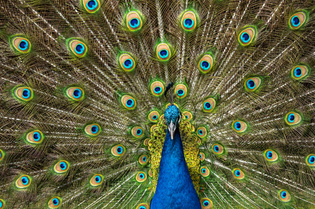 istock Male peacock bird, Pavo cristatus, squarking with full display tail feathers 1270660444