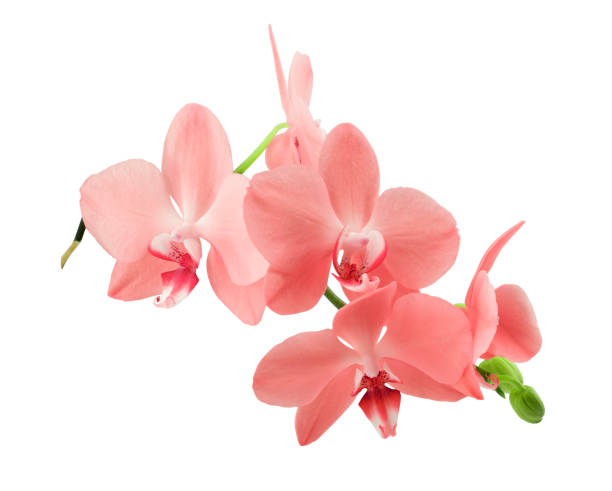 istock Orchid branch with bright and fragrant blooms, isolated on a white background. 1270660469