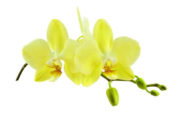 istock Orchid branch with bright and fragrant blooms, isolated on a white background. 1270660481