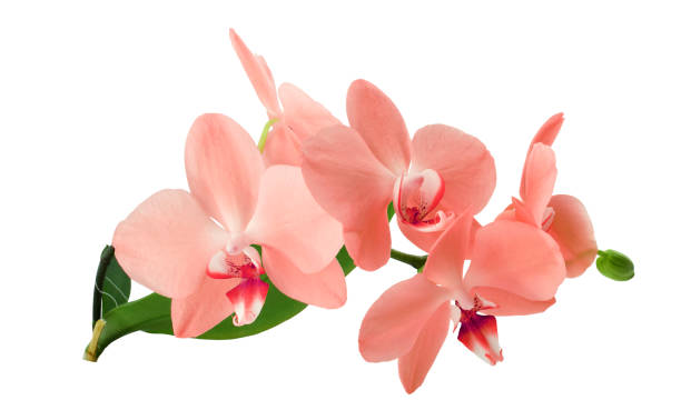 istock Orchid branch with bright and fragrant blooms, isolated on a white background. 1270660499