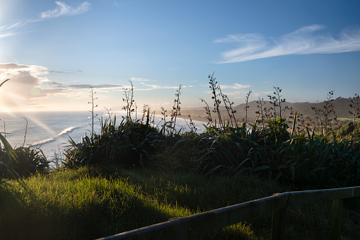 Muriwai beach at sunset with flax flower stems in the foreground