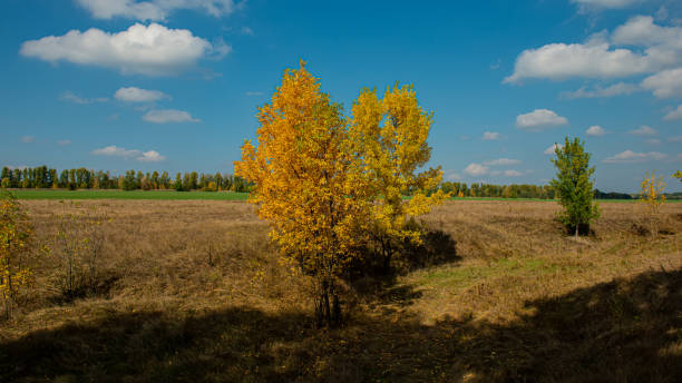 Trees with yellow foliage in a meadow on a sunny day. Autumn season.