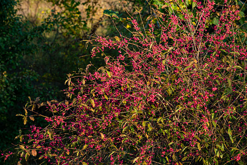 branches of a bush plant covered with pink berries. Autumn season.