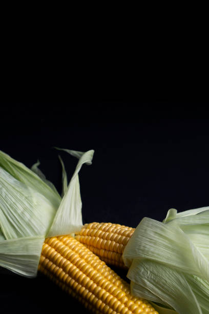 Two ears of corn with leaves isolated on dark background