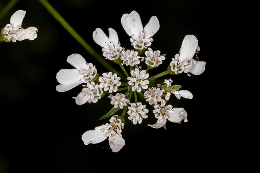 Coriander flower of the species Coriandrum sativum