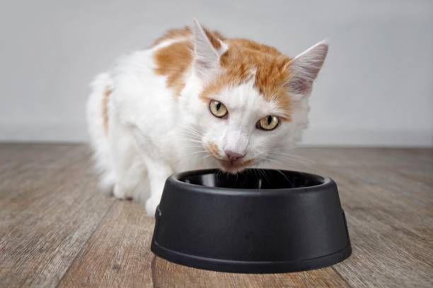 istock Cute tabby cat makes a funny face beside a food bowl. 1270666855